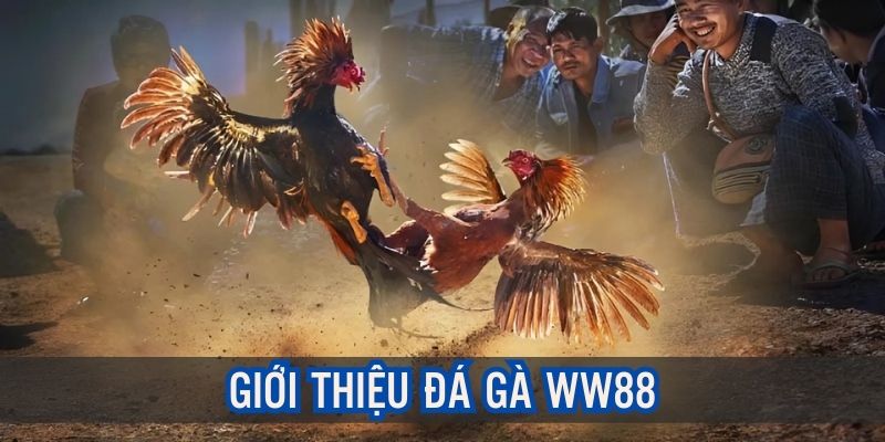 Giới thiệu đôi nét về sảnh đá gà WW88