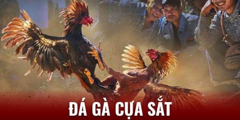 Đôi nét về đá gà cựa sắt